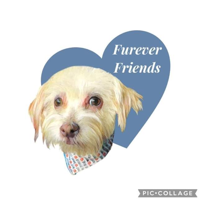 FURever Friends are Rolling Over to Pheasant Run Golf Course for their 2nd Annual Community Golf Tournament