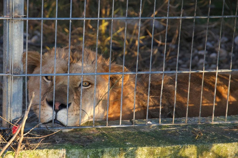 Lion and bear kept as pets in Albania find new homes in German wildlife sanctuaries
