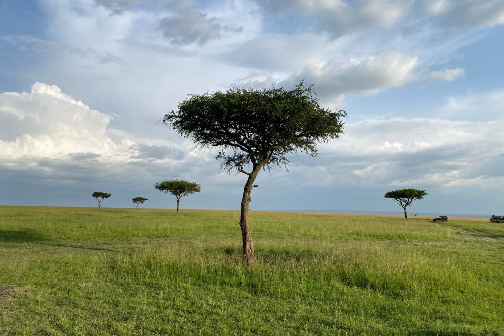 Kenya’s environment court to consider a claim that a lux safari camp was harming wildebeests routes