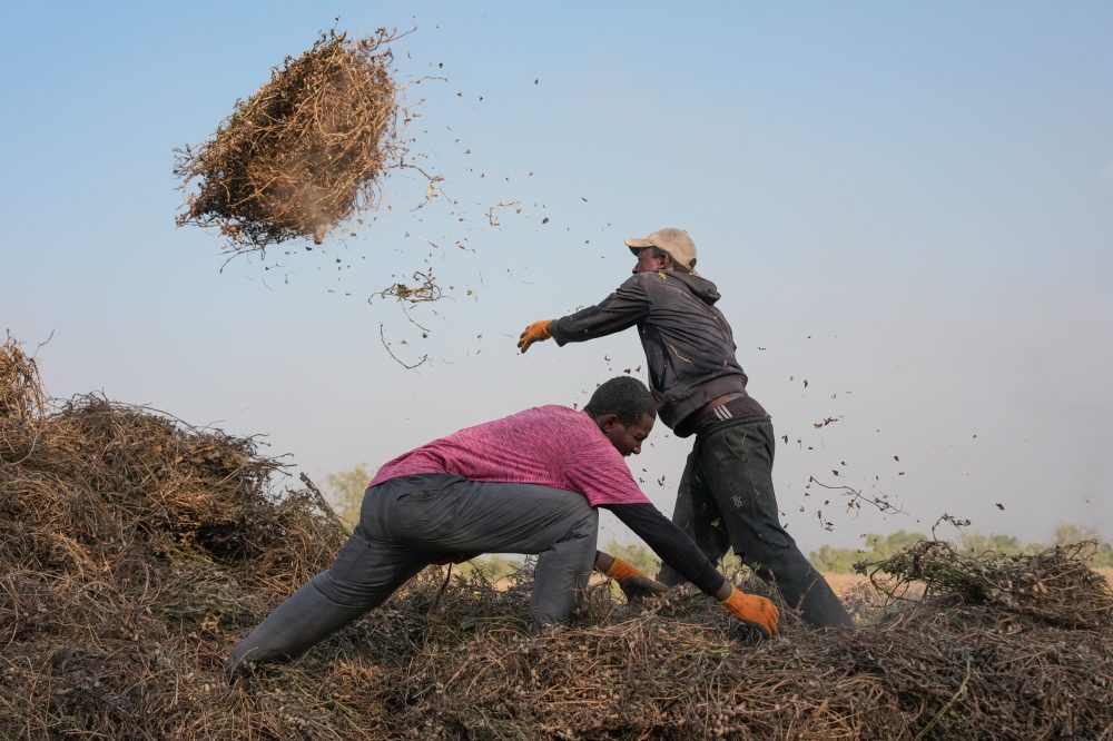 Young Africans find hope in farming as urban life becomes too expensive