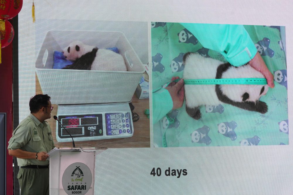 Indonesia’s panda cub Rio thriving 40 days after birth