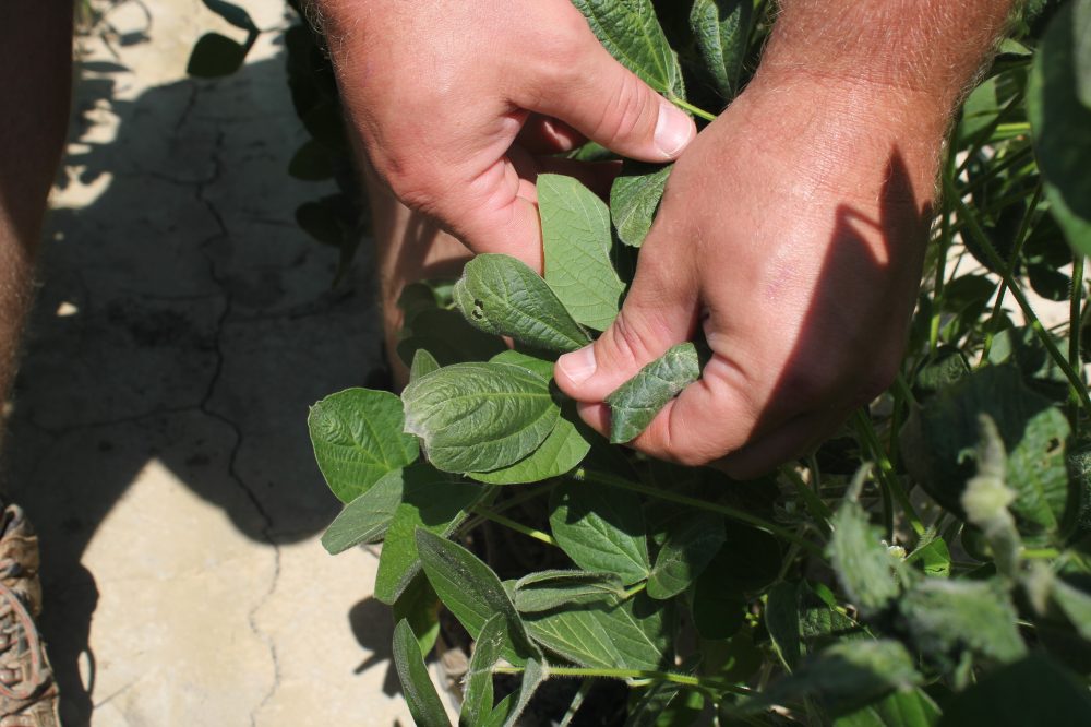 Trump administration approves weed killer dicamba for two common genetically modified crops