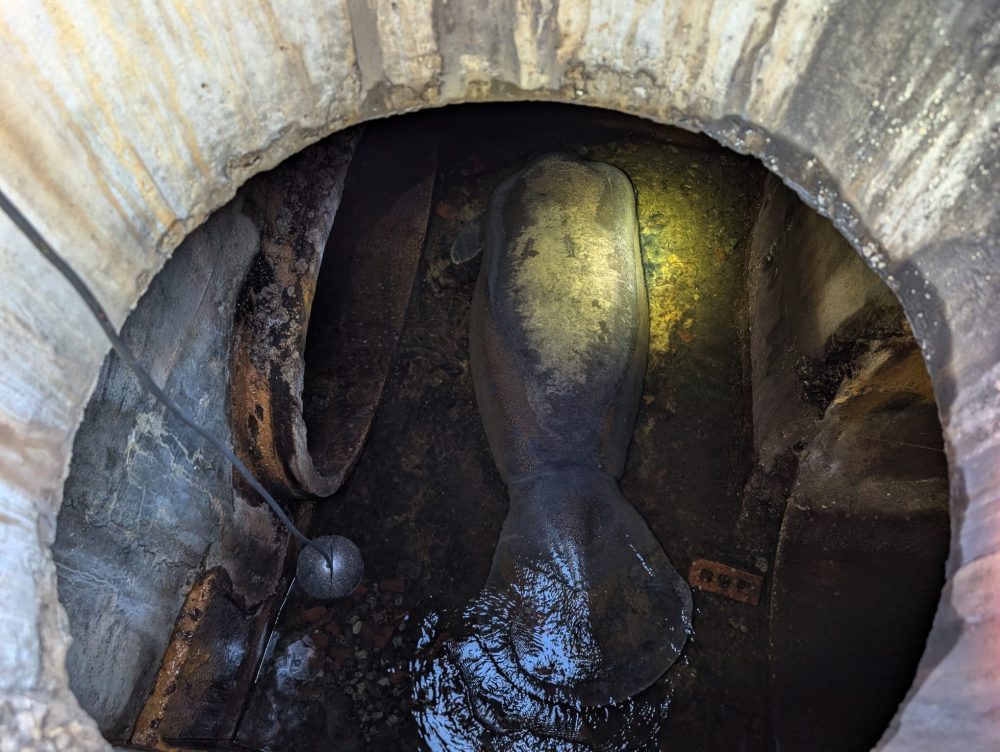 A 410-pound manatee rescued from a Florida storm drain is recovering at SeaWorld Orlando