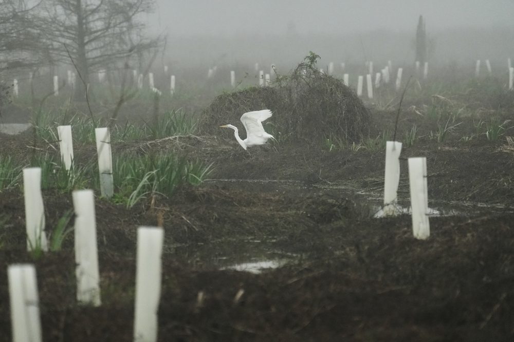 What can toughen Louisiana coast against worsening storms? 4 years and 30,000 trees