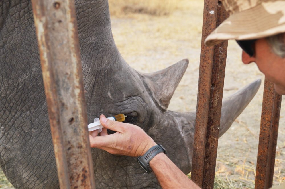 ‘Ridiculous’ plan developed at Florida zoo saves wild rhino’s eyesight in Africa