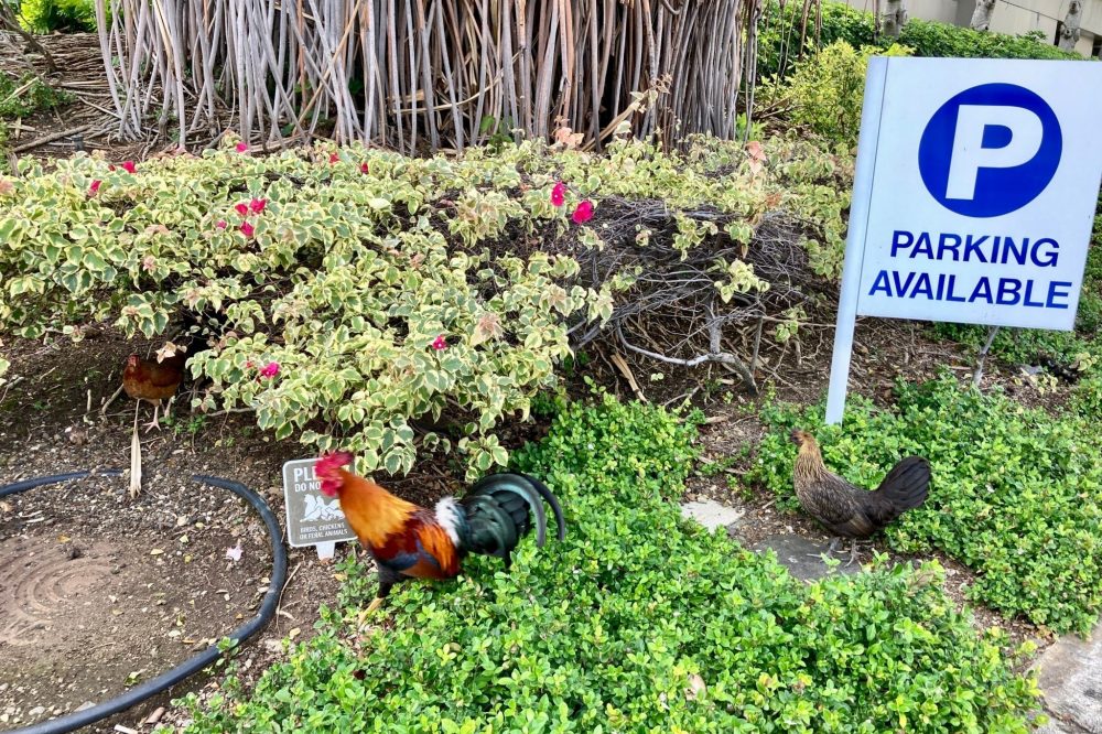 Hawaii residents sick of early crowing and aggressive pecking could be allowed to kill wild chickens