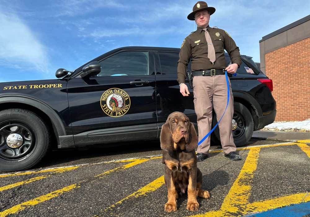 They have a nose for finding people. Bloodhounds and their low-tech sniffers help police track