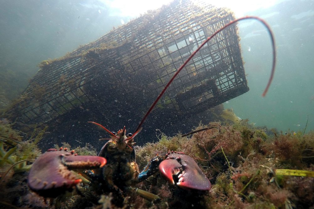 Maine’s catch of lobster declines again as high costs and climate change impact industry