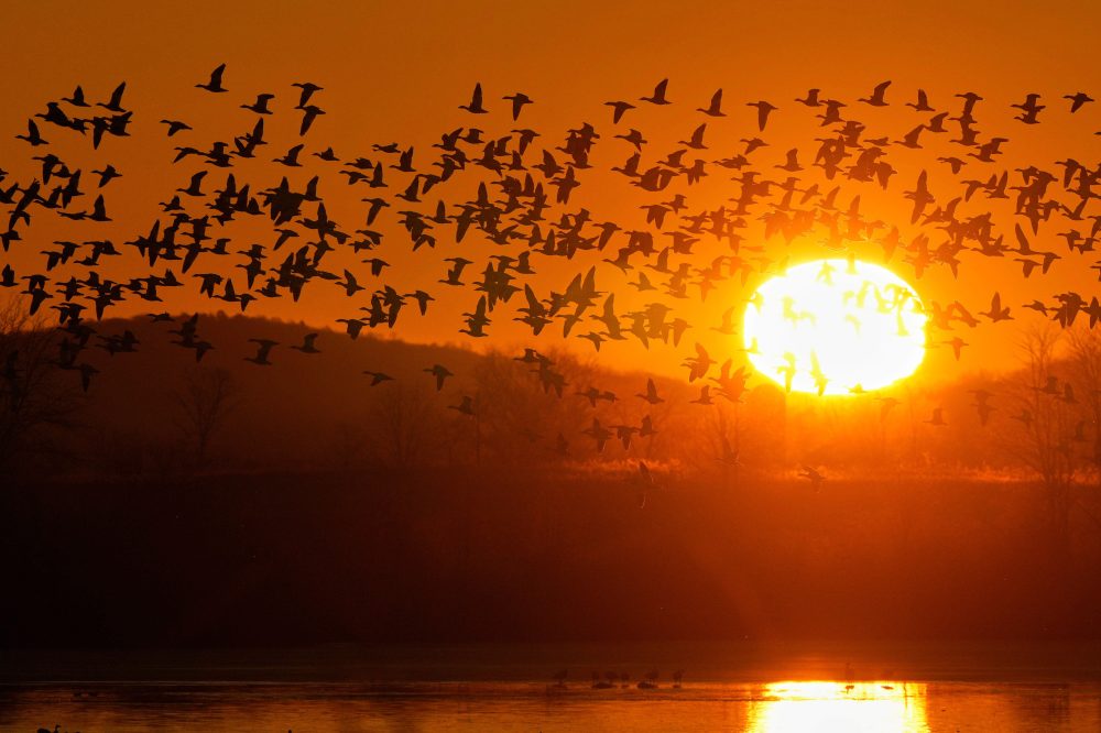 Photos show the dramatic dawn flight of migrating snow geese