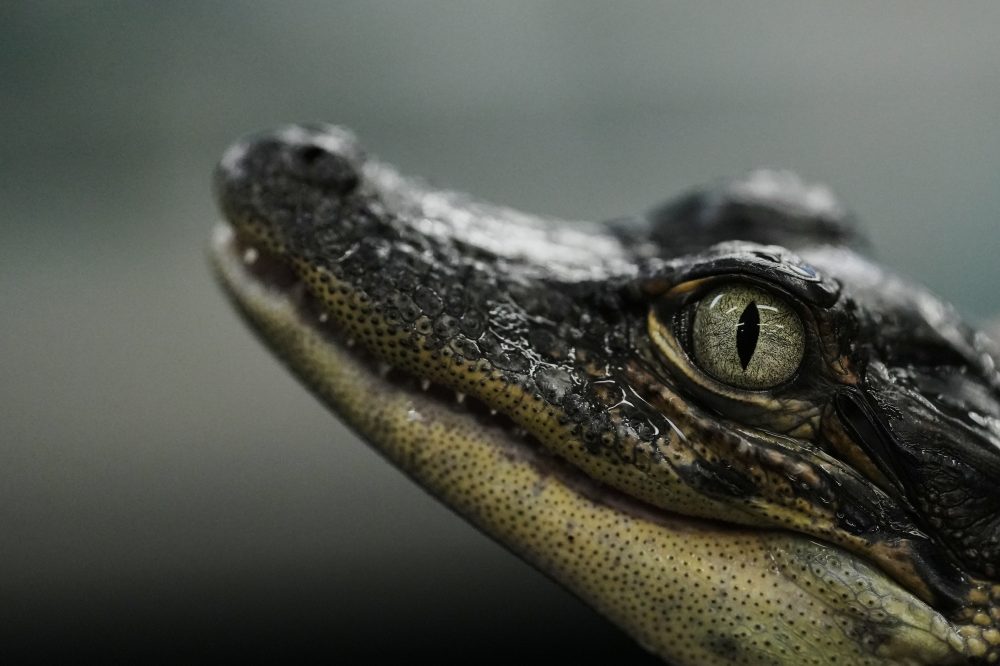 Louisiana’s alligator farms raise the reptiles for meat, skins — and conservation