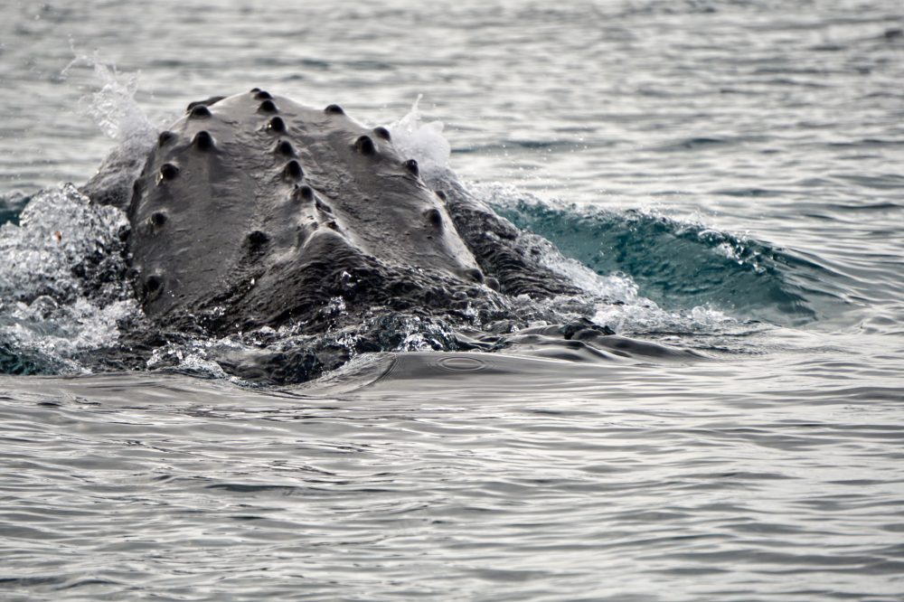 Scientists made a breakthrough in the study of whale sounds. Here’s a look at the numbers