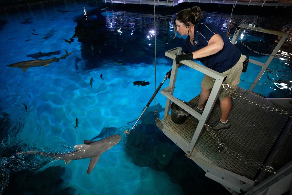 There are sharks in Las Vegas feasting on hundreds of pounds of fish every week