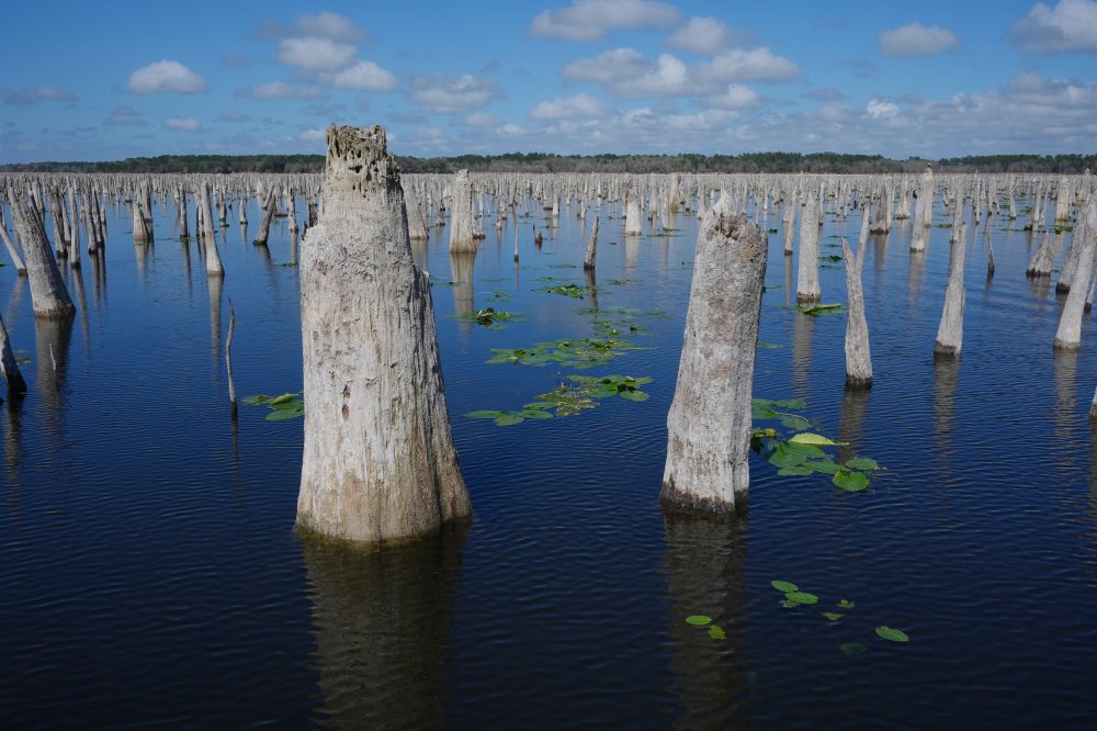 Decades after a Florida canal project was abandoned, advocates are trying to reunite 2 rivers