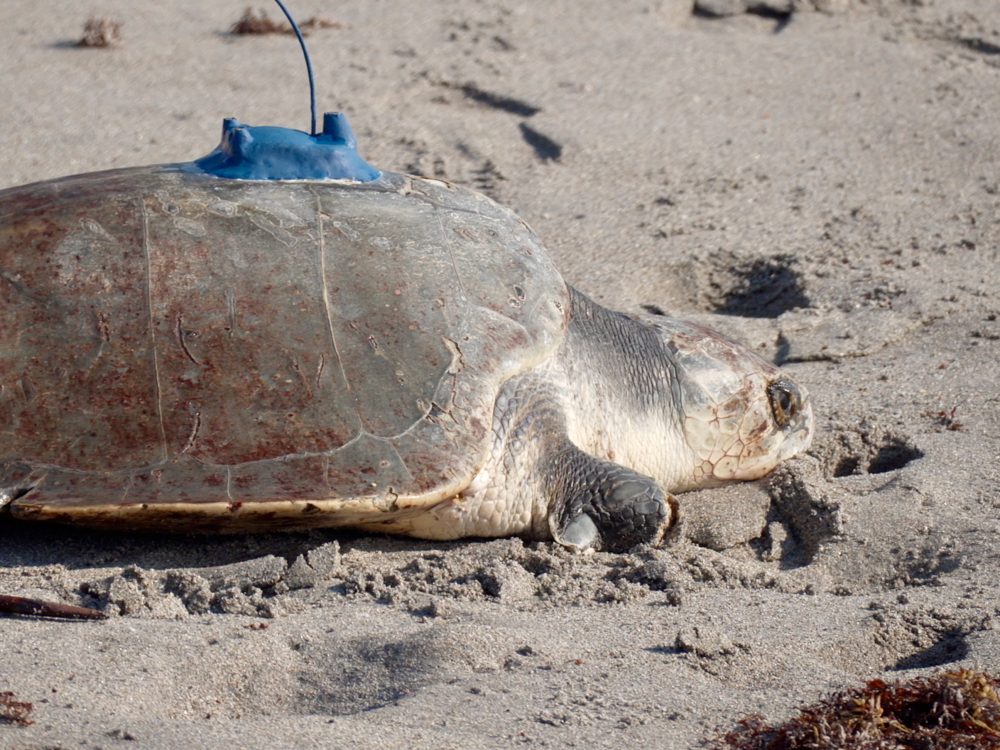 A 3-limbed Kemp’s ridley sea turtle is now being tracked at sea by satellite