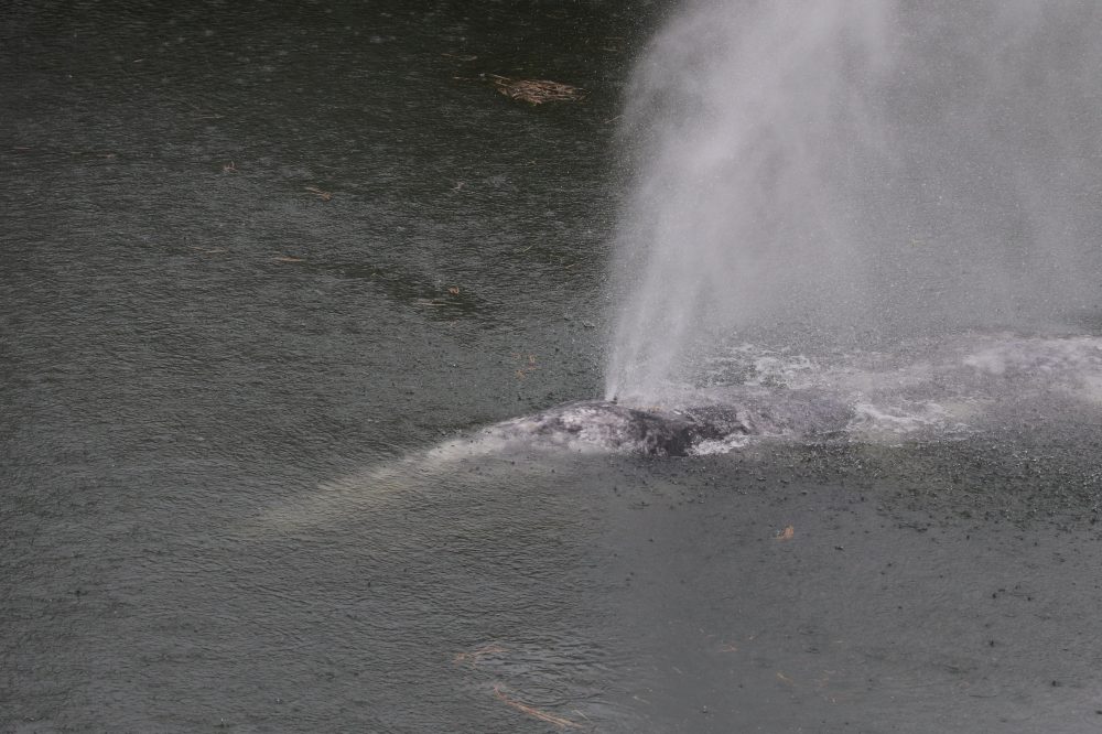 A gray whale that swam 20 miles up a Washington state river is found dead