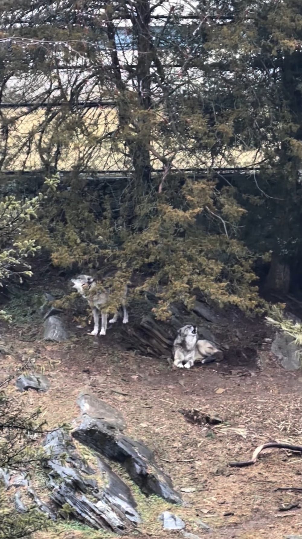 Parents charged after toddler slips into wolf area and gets hurt at Hersheypark zoo