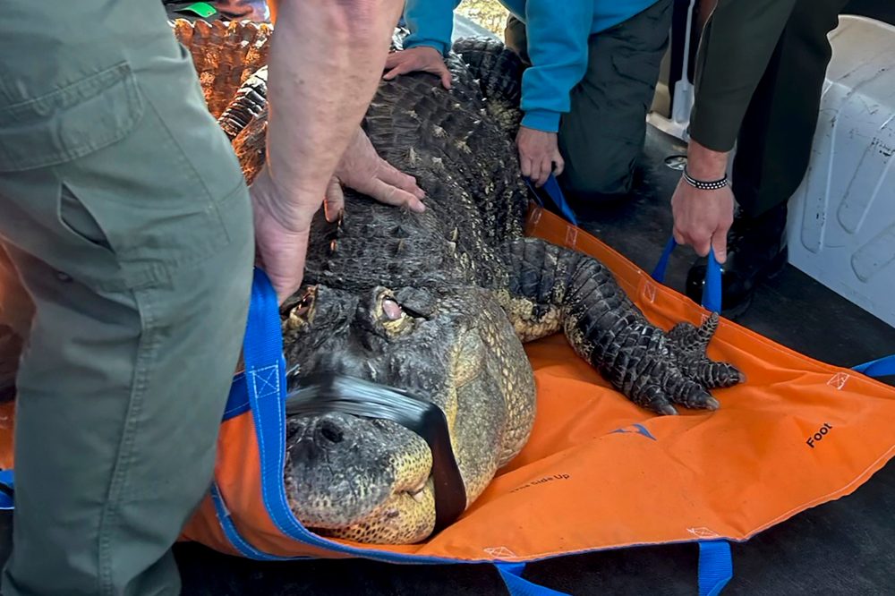 A Buffalo-area man ends his fight to reclaim Albert, his 12-foot alligator seized in 2024
