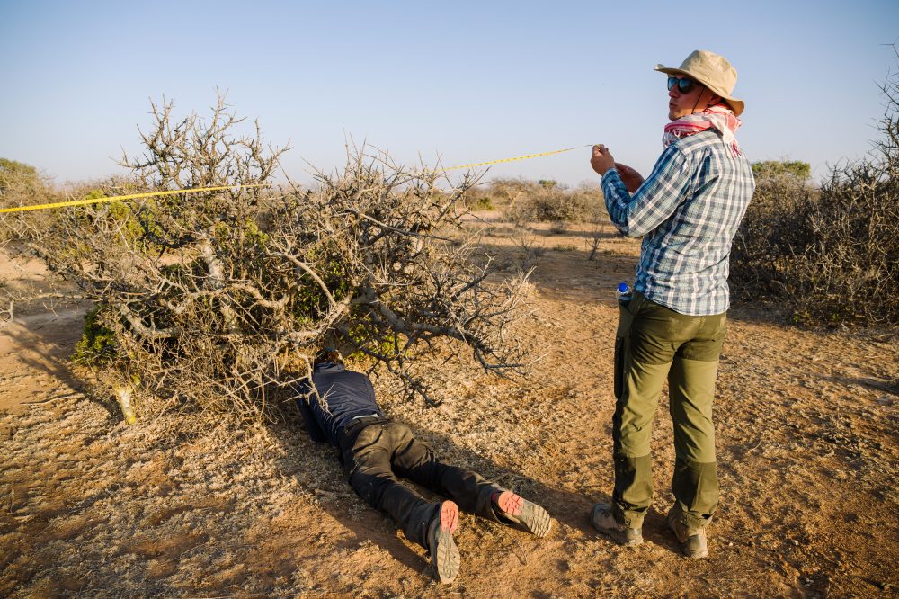 The myrrh tree that’s key to luxury perfumes and African incomes is threatened by drought