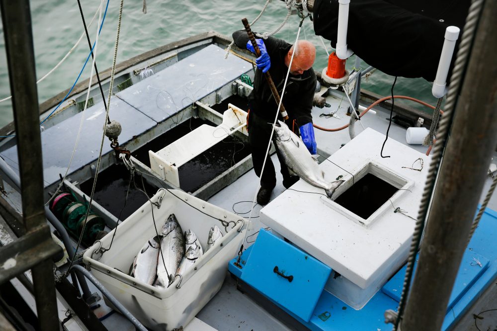 Commercial salmon fishing to open in California for the first time since 2022 as population rebounds