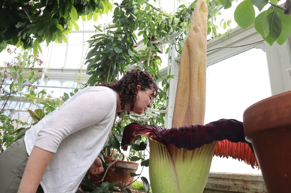 Mount Holyoke’s corpse flower blooms again, drawing crowds to its ‘rotting flesh’ stench