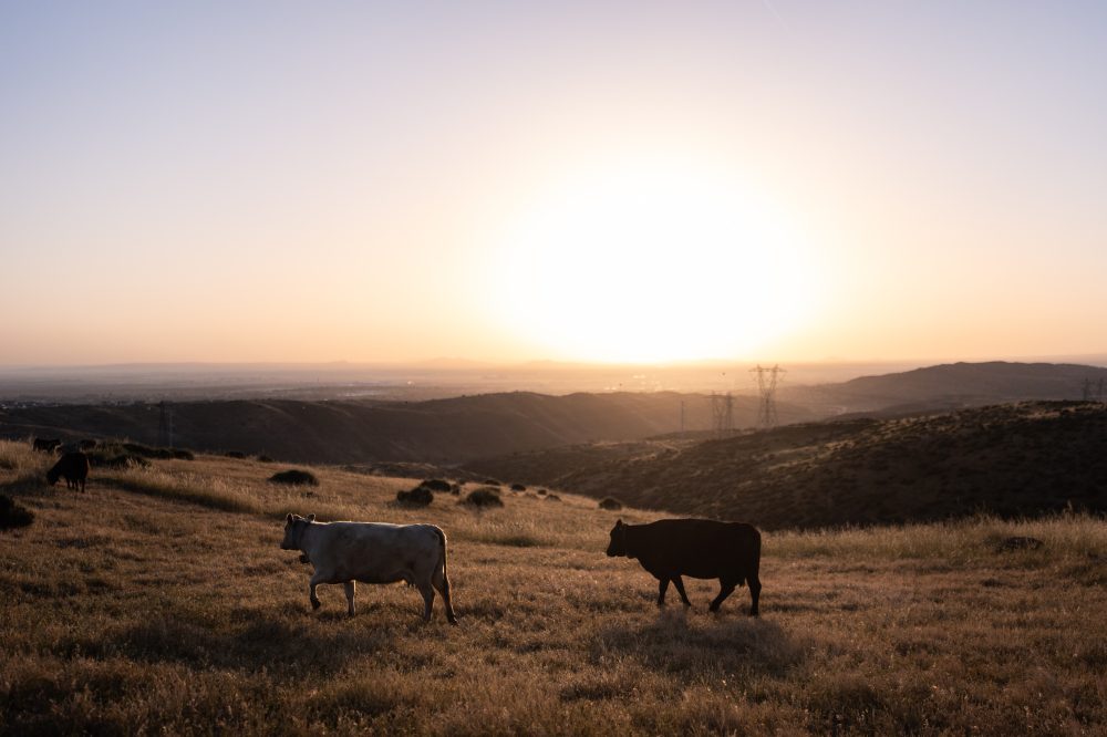 Could more cattle cause record beef prices to drop? Ranchers say it’s not that simple
