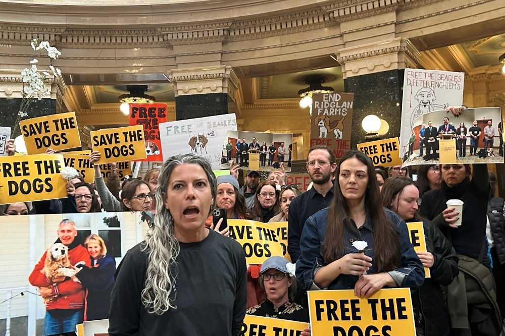 Animal welfare protesters converge on Wisconsin governor’s office seeking release of beagles