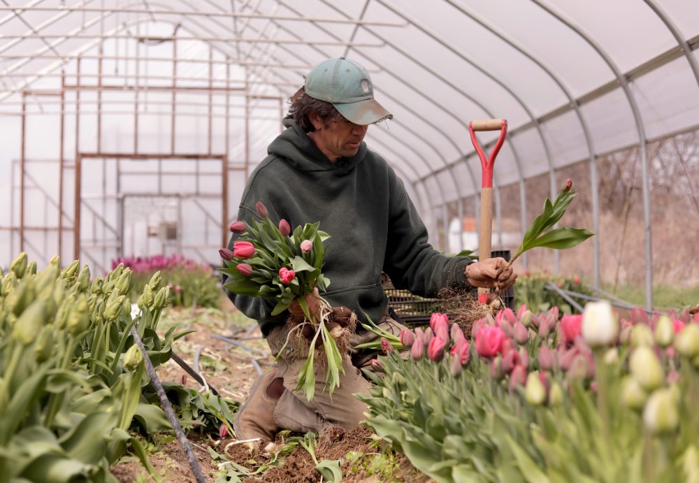Northeast flower and fruit farmers grapple with whiplash weather
