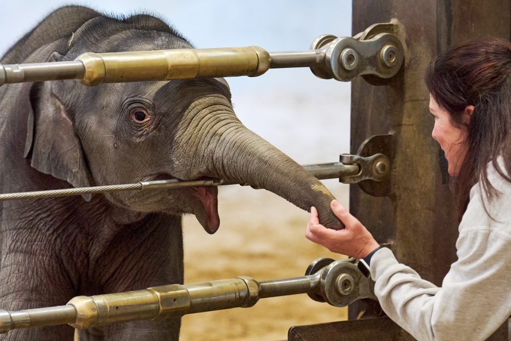 Asian elephant calf makes her public debut at DC’s National Zoo