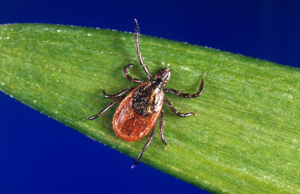 Tick season seems to be off to a fast start, and some experts worry about future illnesses