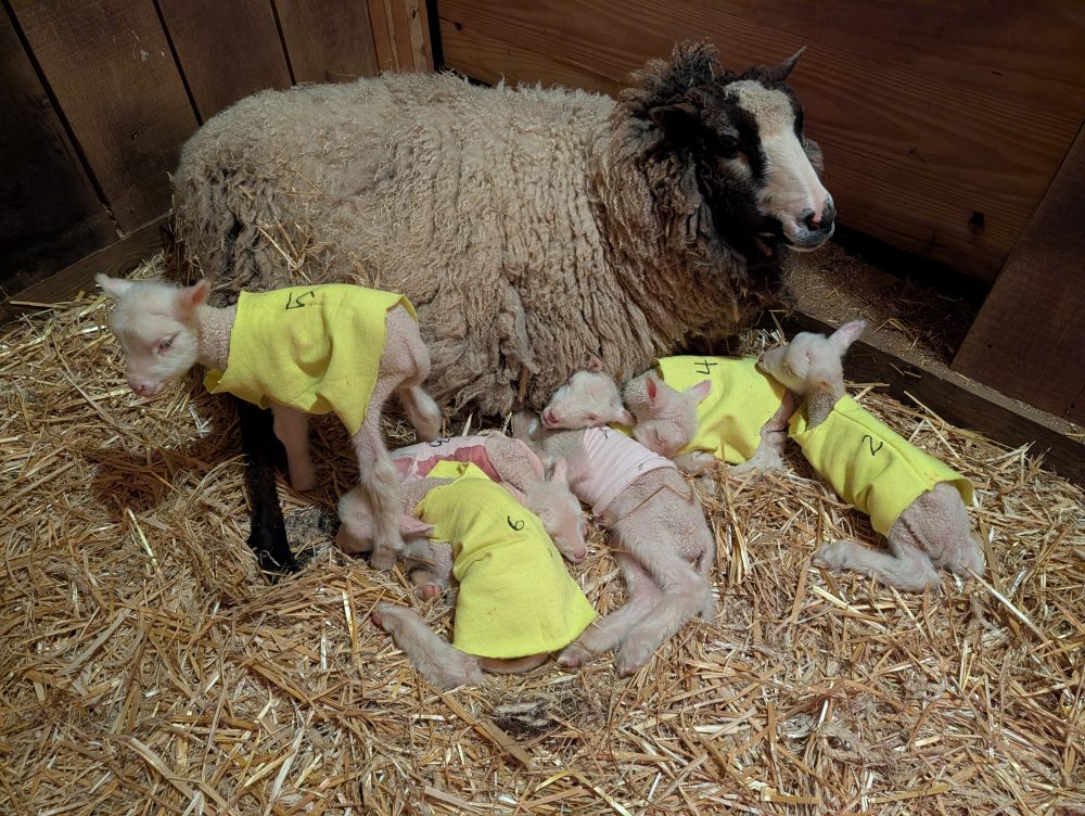Farmers in Vermont expected a sheep to have twins. She ended up having rare sextuplets