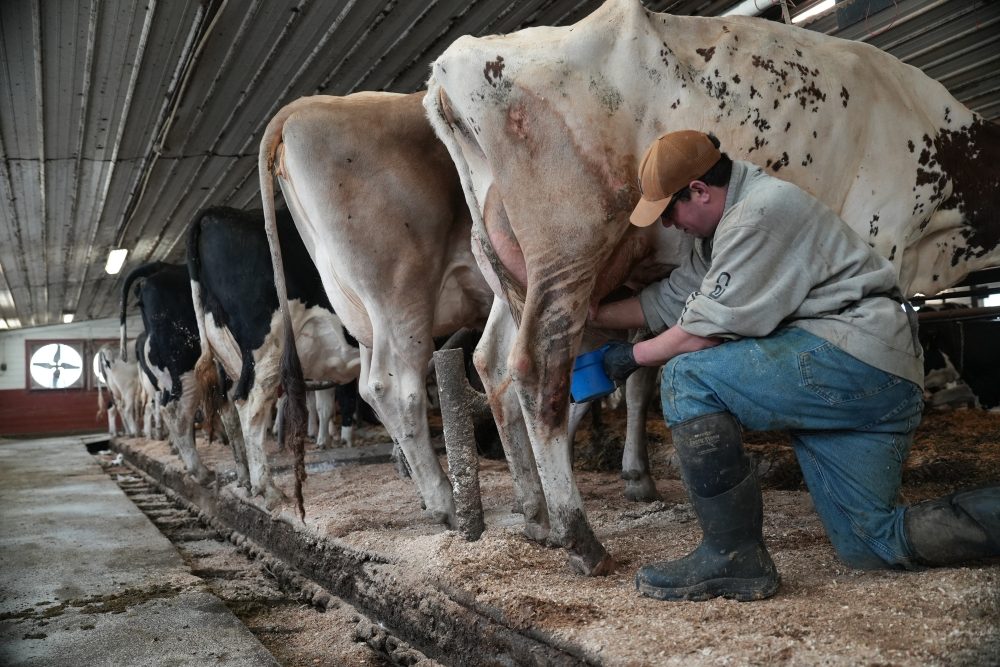 Push for raw milk intensifies across the US, despite illness outbreaks and scientists’ warnings