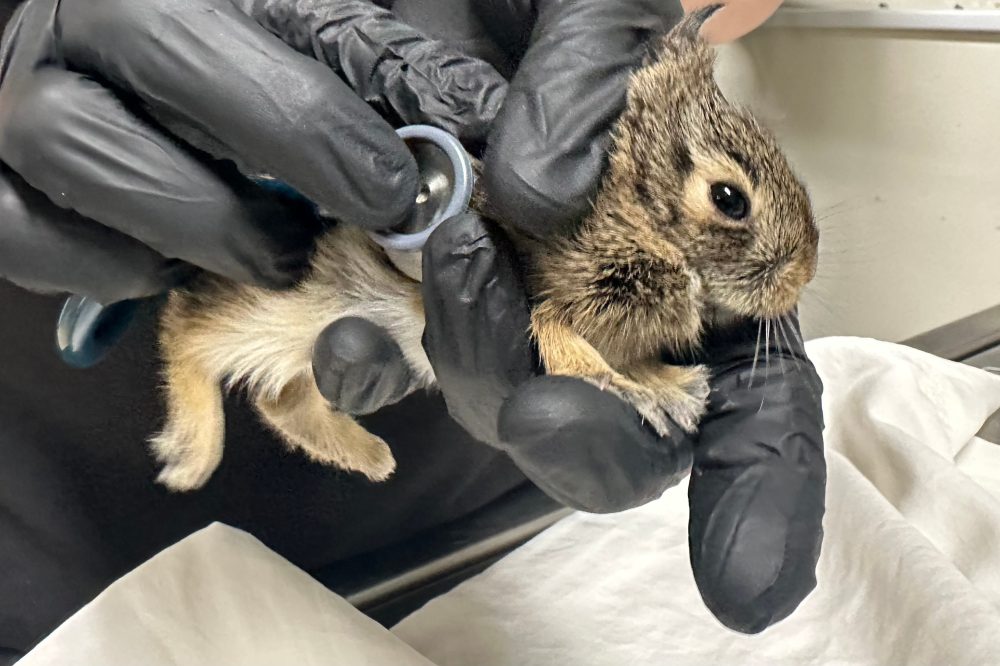 Did you find an animal nesting near your house? Here’s what to do