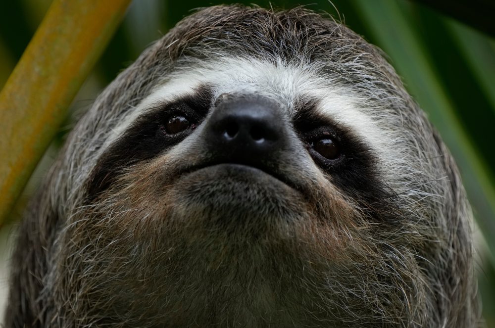 A second sloth dies after transfer to a central Florida zoo from troubled Sloth World