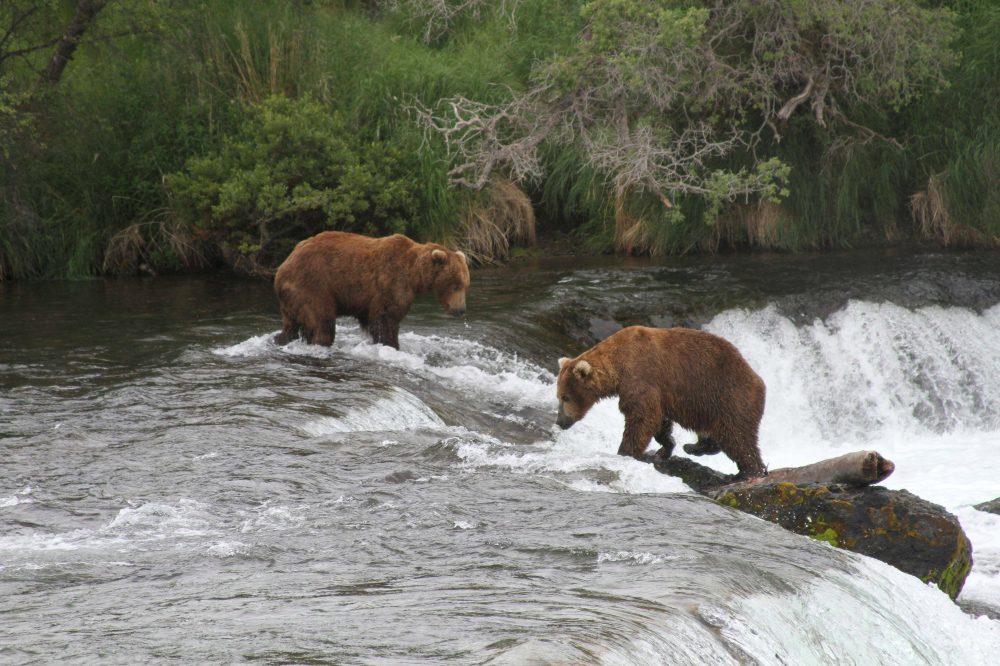 Alaska wildlife agents can kill bears from helicopters in an effort to protect caribou, judge says