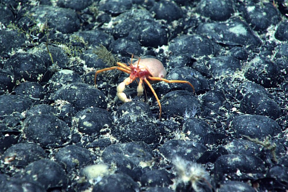 Trump’s push for deep-sea mining spawns new companies and fast-tracked rules