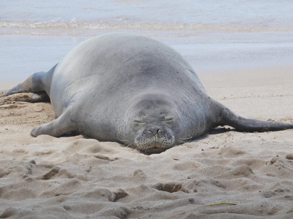 Lawyer says tourist accused of hurling rock at Hawaiian monk seal has been doxed and threatened