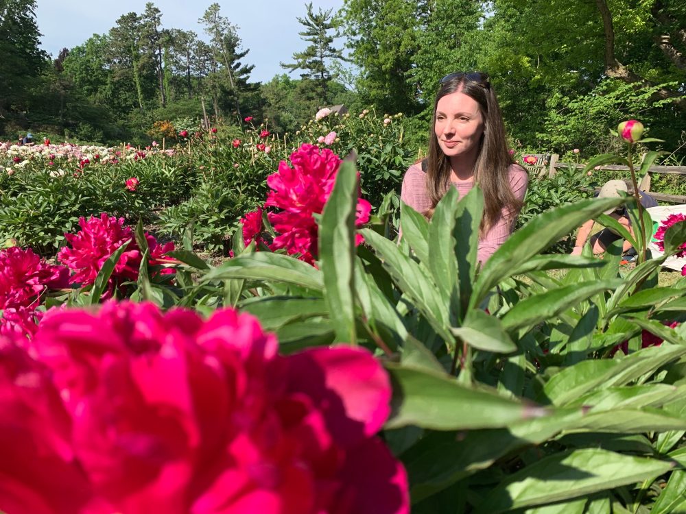 Tens of thousands are making annual peony pilgrimage to University of Michigan’s garden