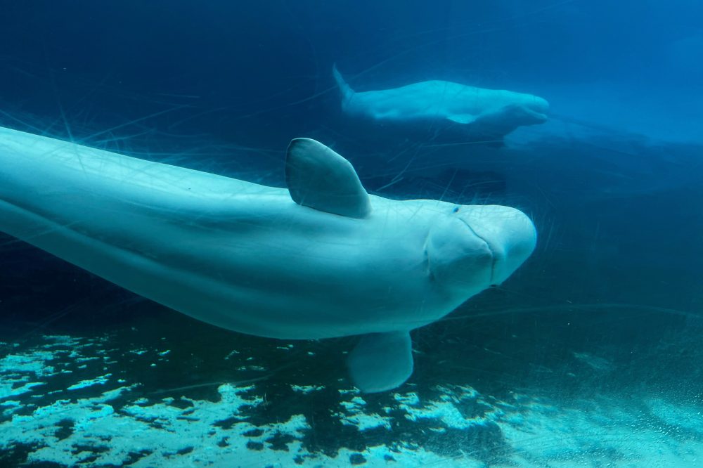 Canadian government endorses a plan to move whales from shuttered Marineland park to US and Spain