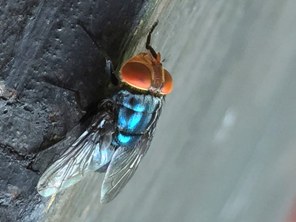 A screwworm fly that bedeviled cattle ranchers decades ago has returned to Texas