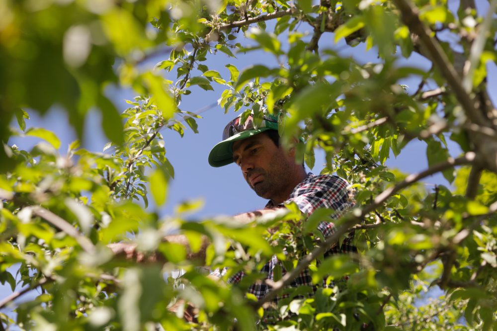 Vermont is the first state to ban paraquat, a weed killer linked to Parkinson’s disease