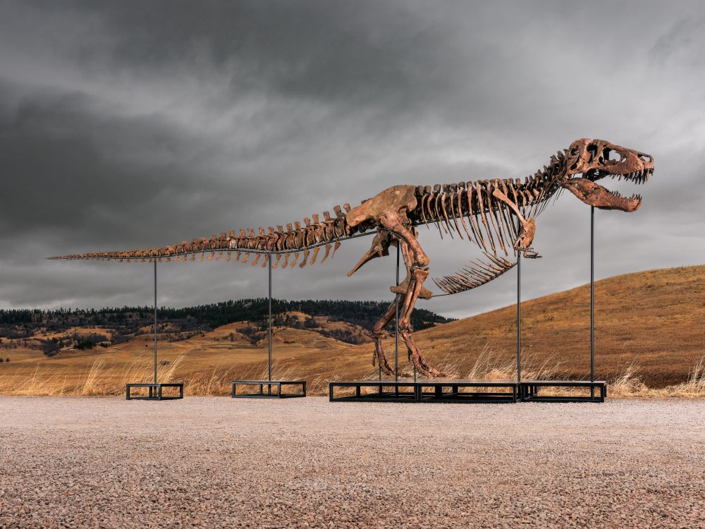 Mystery bidder buys T. rex nicknamed ‘Gus’ for a record $50 million