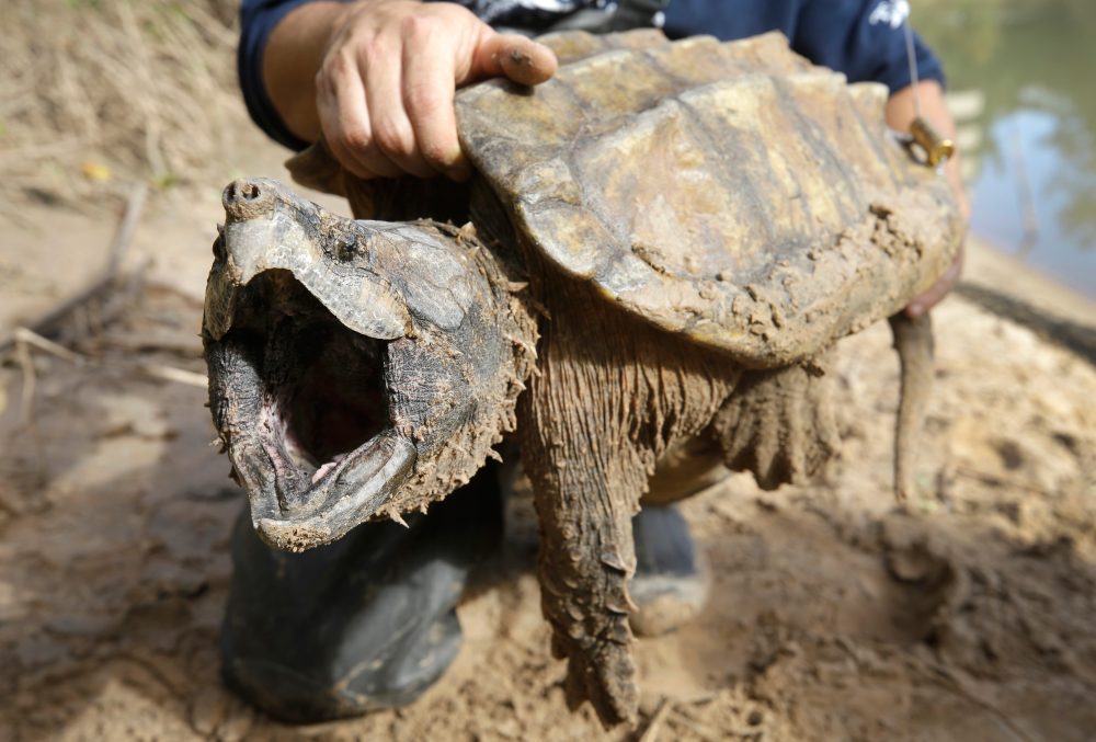 US cancels automatic protections for imperiled animals as critics warn of extinctions