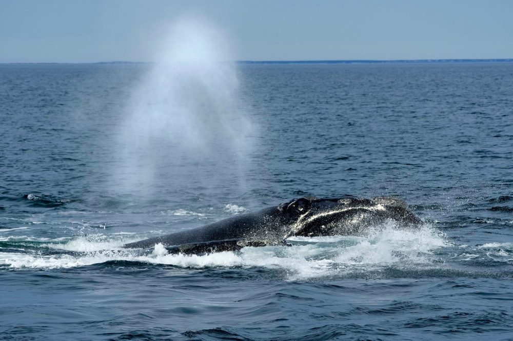 Endangered right whales could wait almost a decade for new US protections