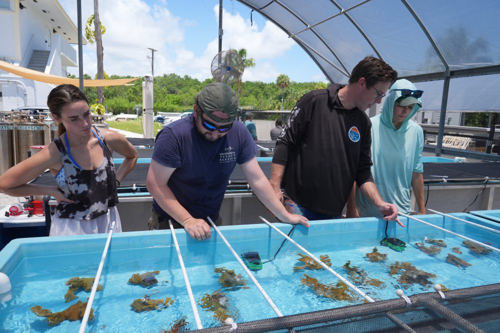 Florida researchers bring endangered elkhorn coral ashore to protect them