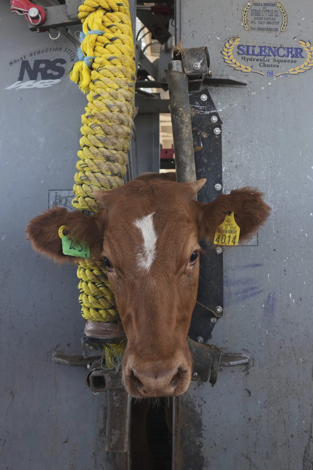 US says it will begin lifting a suspension of Mexican cattle imports starting in August