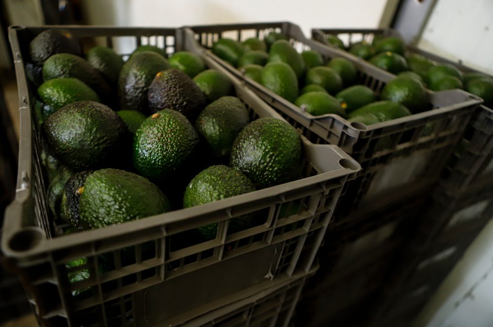 US suspends avocado inspections in Mexican state of Michoacan due to threat