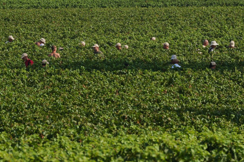 Extreme heat is reshaping Italy’s sparkling wine industry with early harvests and nighttime picking