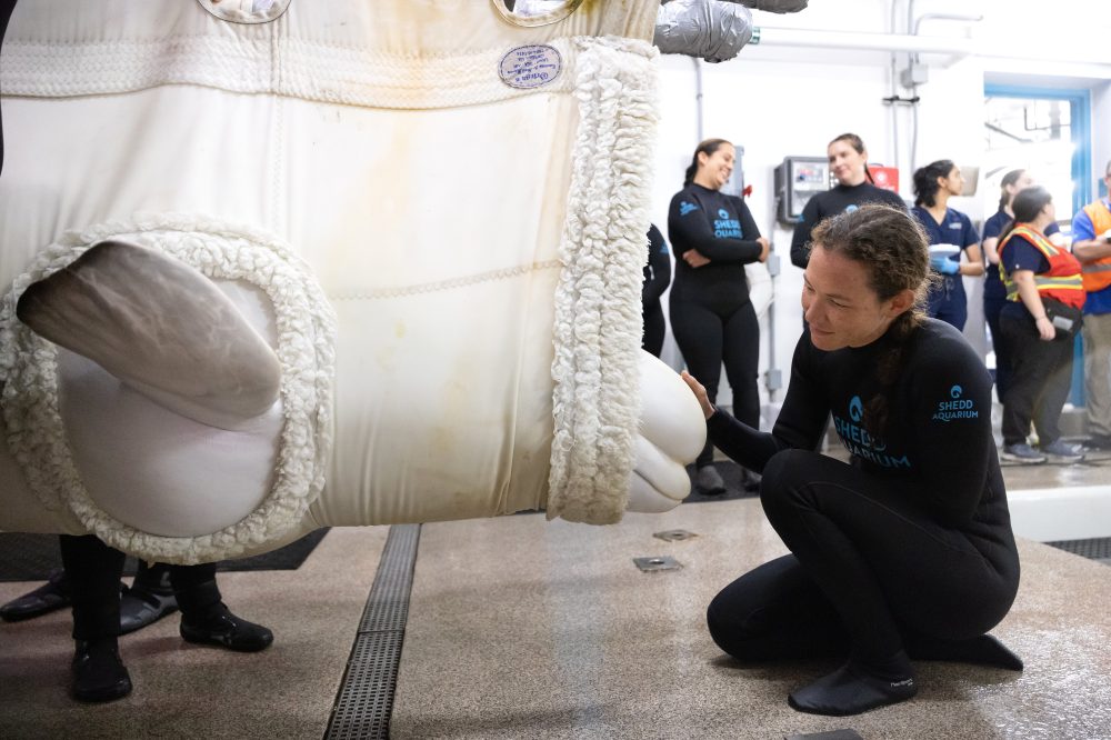 Four more belugas arrive at Chicago aquarium from shuttered Canadian theme park