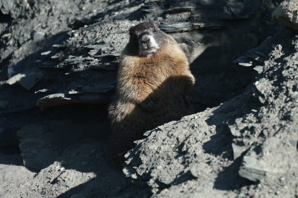 Move over bears. Fat Marmot Week puts a spotlight on the alpine rodents