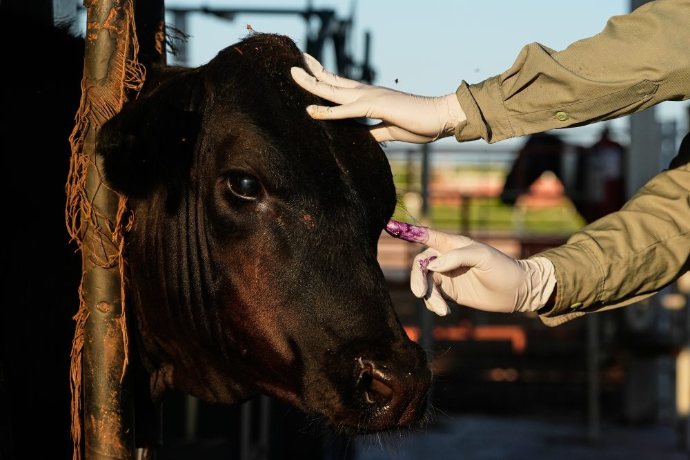 Mexico resumes livestock sales to US under tight controls over screwworm risk
